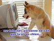 mon chein